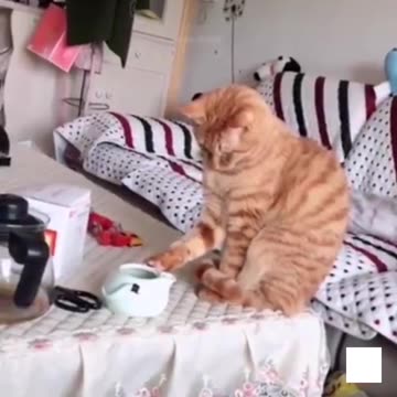 Cat's funny video amazing cat's cute and beautiful cats#cartuns