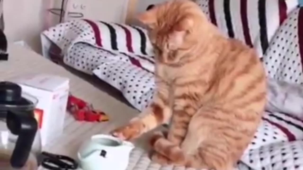 Cat's funny video amazing cat's cute and beautiful cats#cartuns