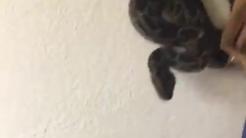 Snake 🐍 in a hotel 🛏️