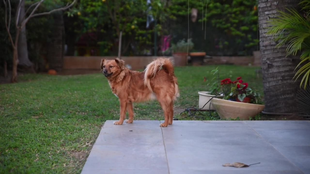 Cute Dog Play in Garden!!