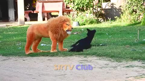 Best Prank Collection Top 15 - Fake Lion Prank Real Dog Super Funny - Try Not To Laugh Challenge