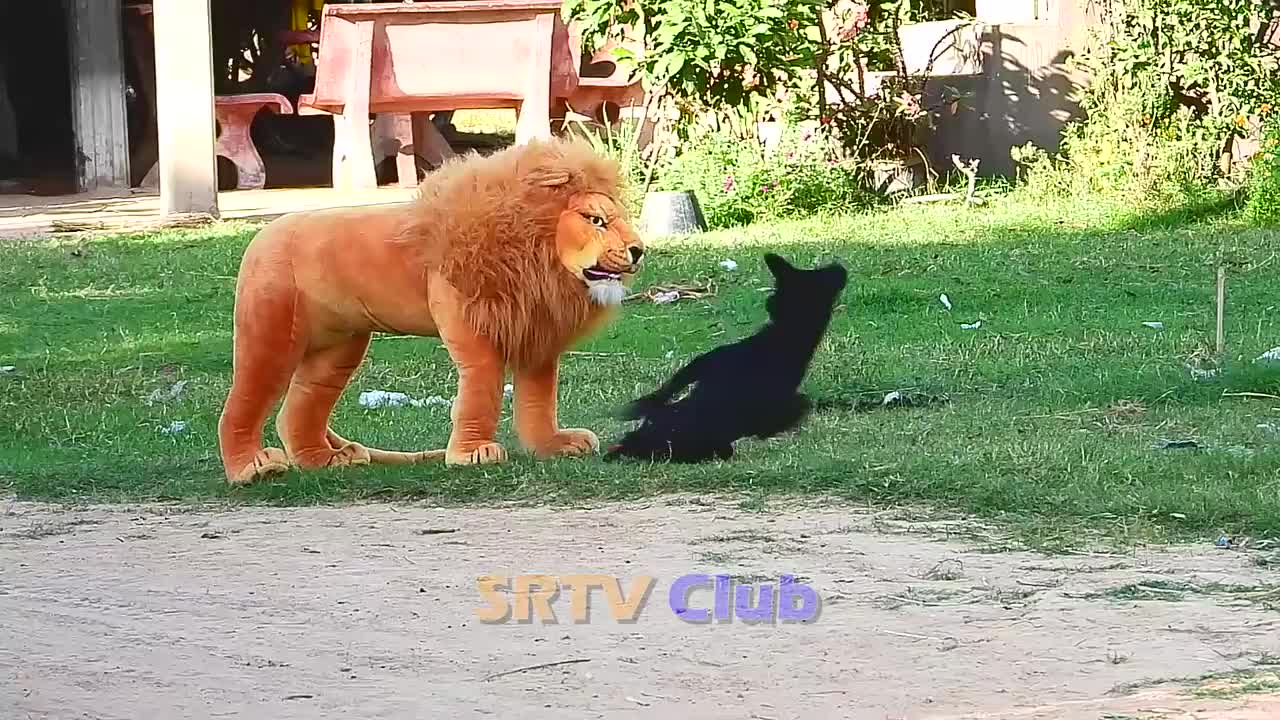 Best Prank Collection Top 15 - Fake Lion Prank Real Dog Super Funny - Try Not To Laugh Challenge
