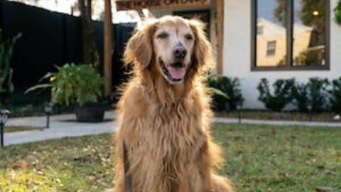 A faithful dog comforts owner in her tough times