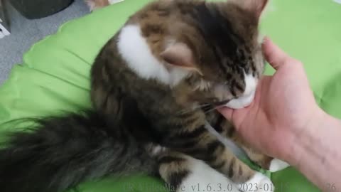 What, no treat