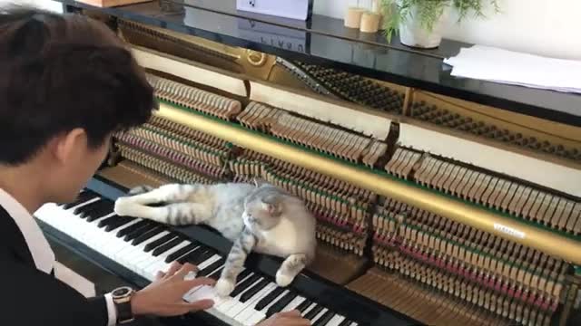 Howl's Moving Catsle OST for Meow - Promise of the World (piano meowssage)