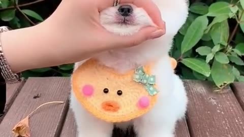 Beautiful cute small puppy