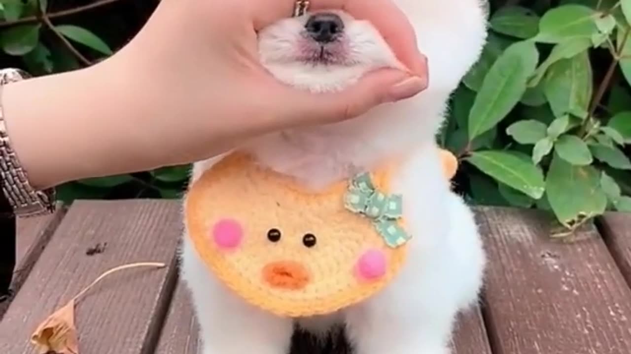 Beautiful cute small puppy