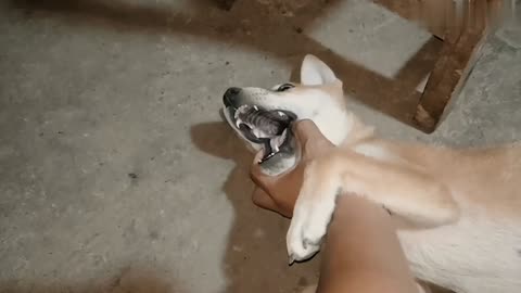 Share the growth video of the pastoral dog