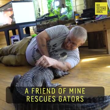 Wally the Alligator - comfort pet - emotional support....