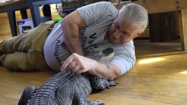 Wally the Alligator - comfort pet - emotional support....