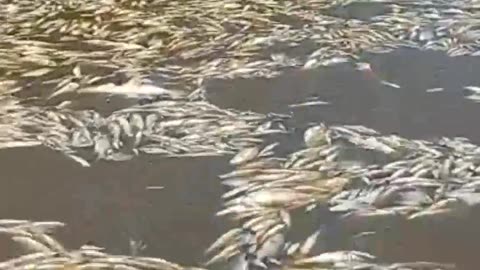 Estiagem no Amazonas causa morte de peixes e botos