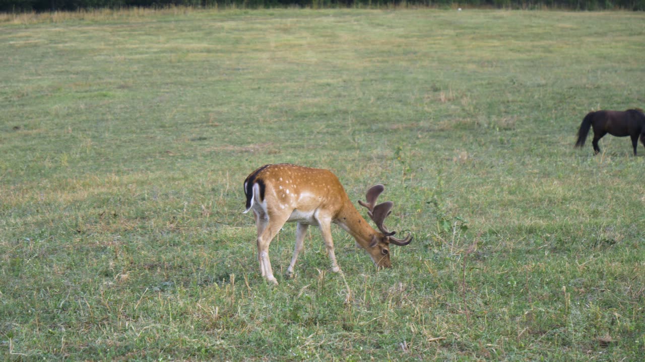 A Fallow Deer In The Grassland