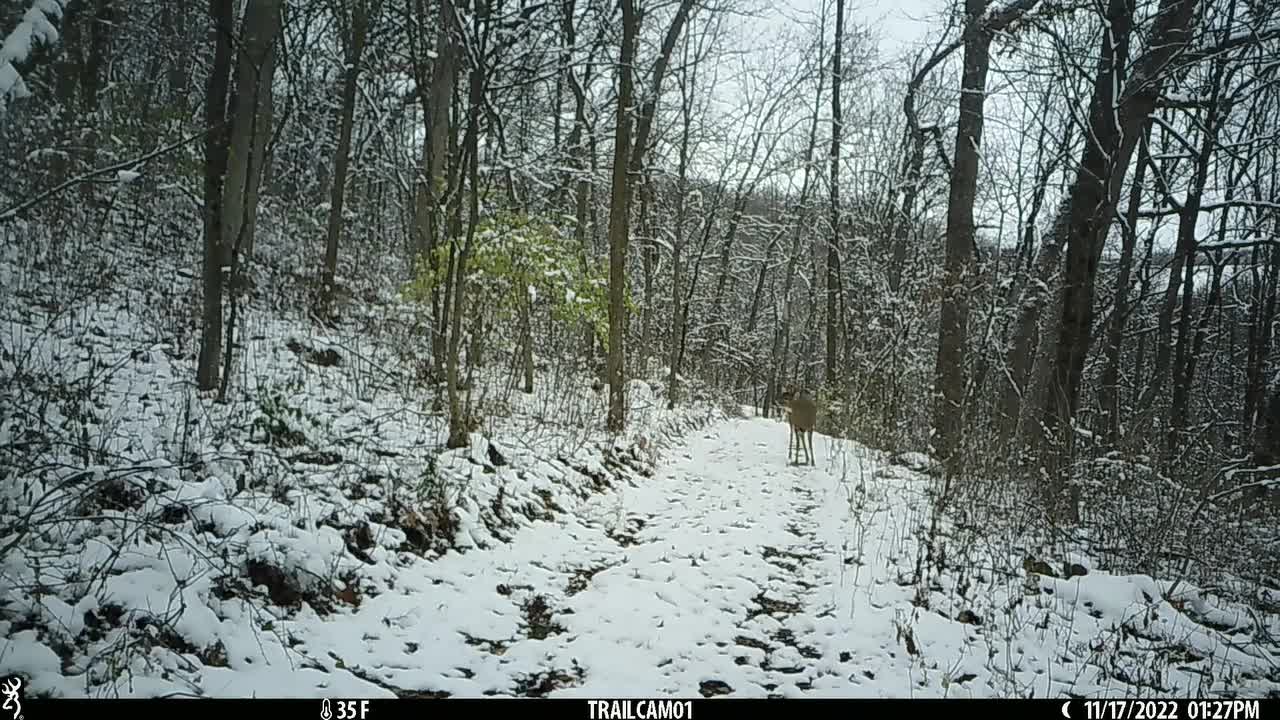 Lower trail pre-gun action