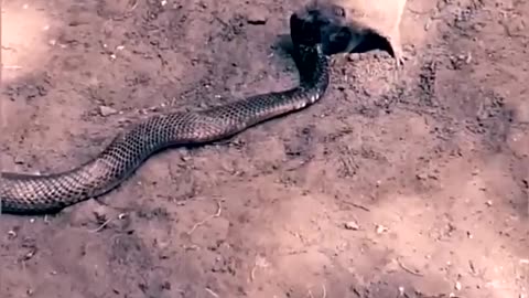 Amazing Battle Mongoose vs Cobra Snake