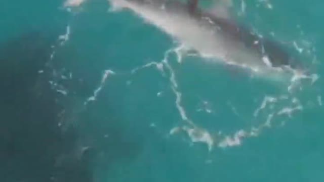 Do sharks hunt turtles or play