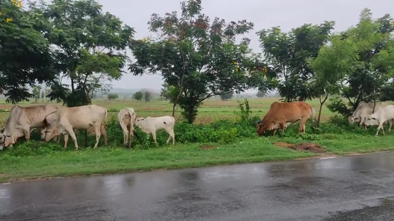 Indian village cow animals video