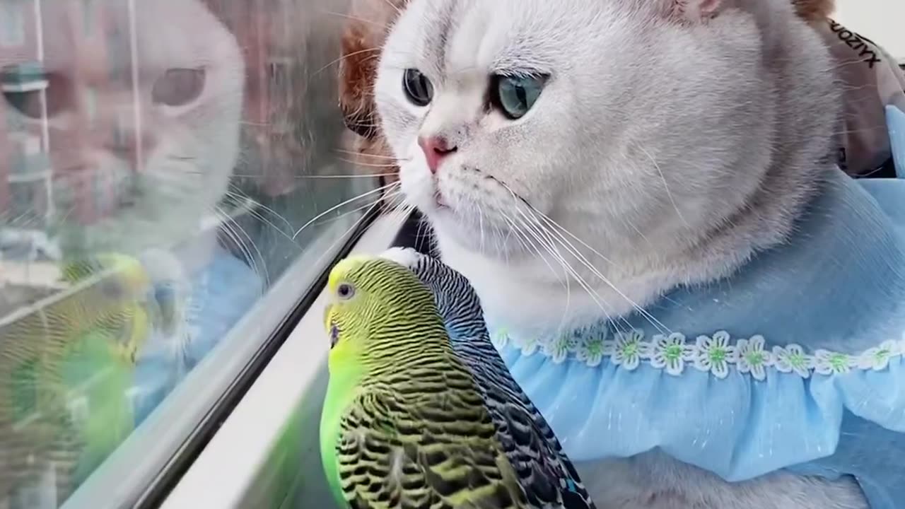 cute cat with Austerlain parrots