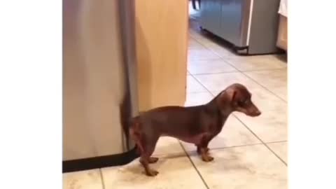 Why You need drums when you this dog 😂❣️