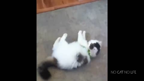 Funny Cats Compilation (Most Popular) Part 1