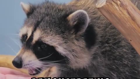 Raccoon Washing Its Food: Adorable Behavior!