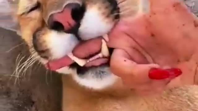 Big Cat Mouthing Affection! AMAZING