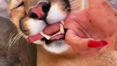 Big Cat Mouthing Affection! AMAZING