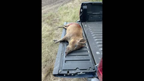 Pigs at Cattle Tank
