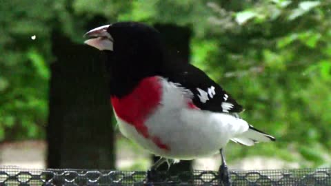 Rose-breasted grosbeak