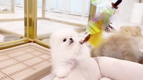 cutest puppy vedio
