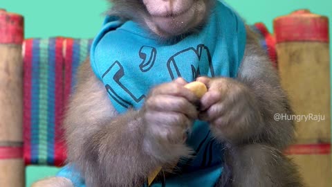 MOnkey raju is eating chocolate cookie