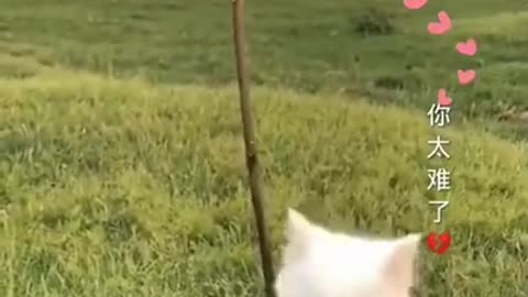 Lovely and Funny Animals Funny Cat video Clip 2021 22