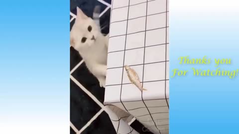Fanny animals moment