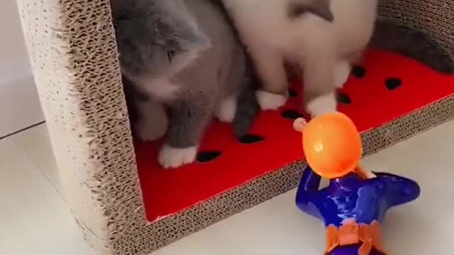 OMG So Cute Cats ♥ Best Funny Cat ❤️🐈Videos 2021 #shorts