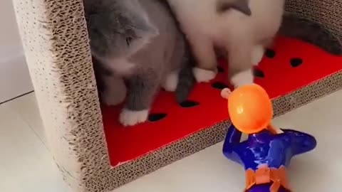 OMG So Cute Cats ♥ Best Funny Cat ❤️🐈Videos 2021 #shorts