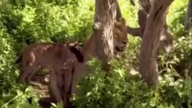 Lion take care of Baby Wildebeest