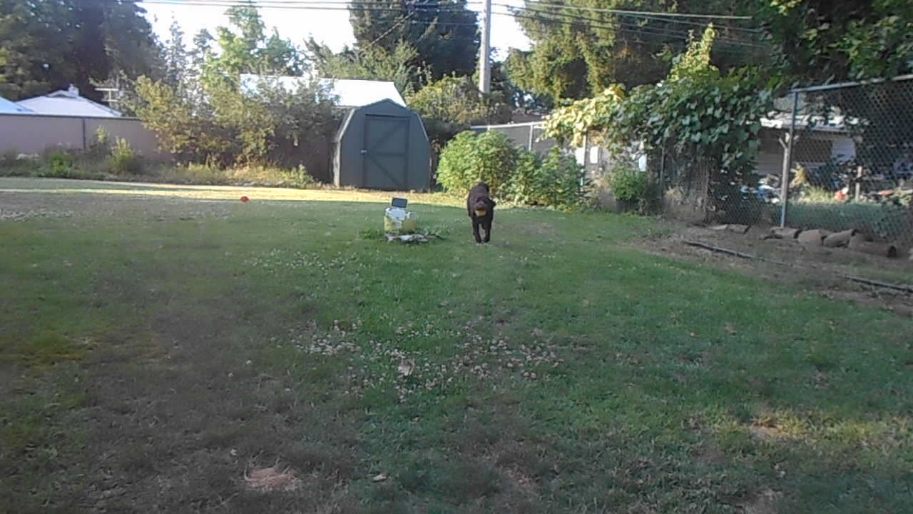 Cocoa playing ball.