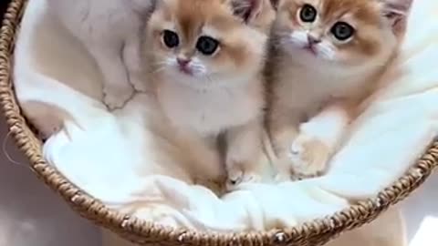 Cute Kittens 😍😍🥰🥰😘😘