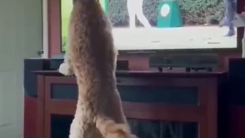 Funny crazy animals cats and dogs .😂😂😂