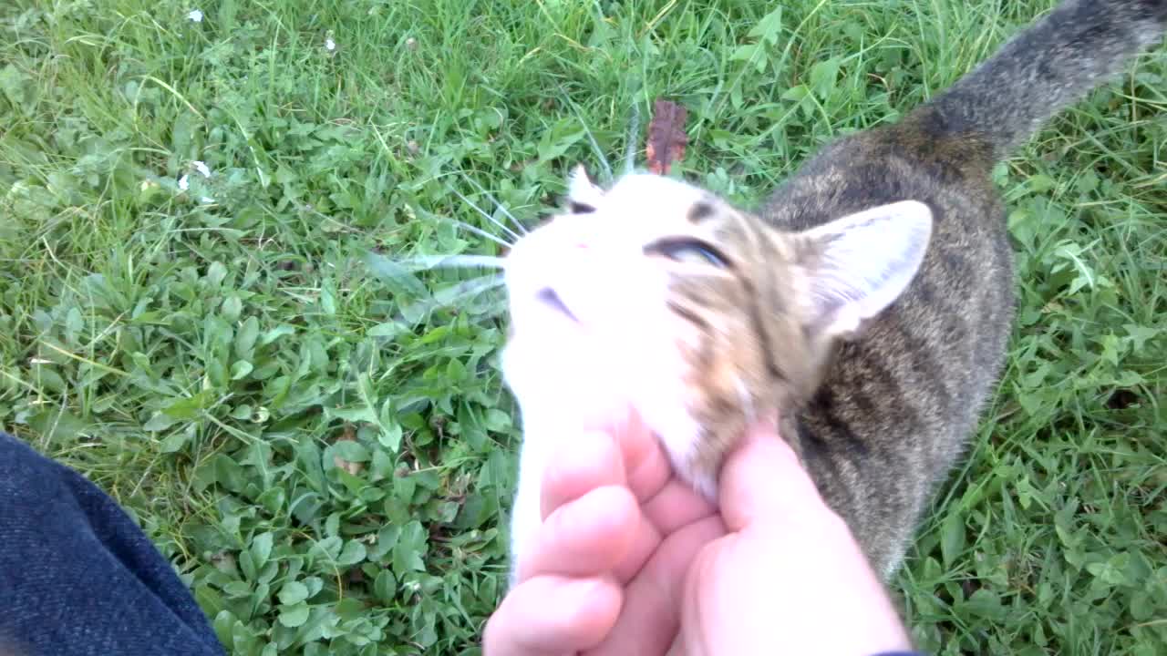 Pelo mini tiger