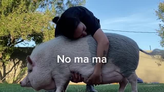fyp#foryou#pig#lovely