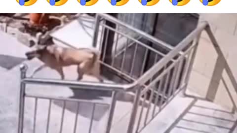 FUNNY DOGS SHOWING US FUNNY TRICKS