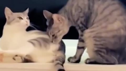 Funniest Cats And Dogs Videos 😁 - Best Funny Animal Videos 2023 🥰