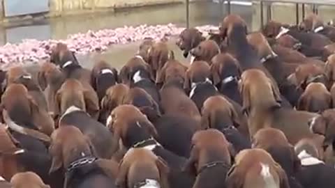 Dogs listen to their Master