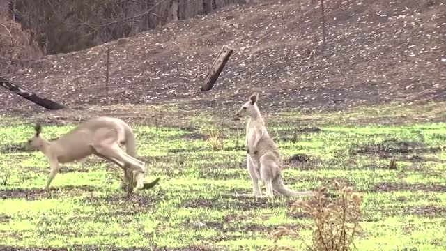 Australian animals at risk as environment worsens