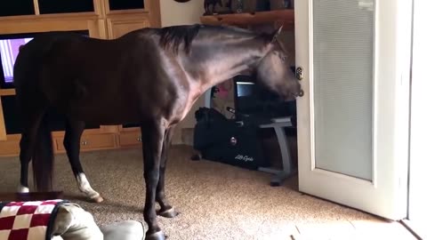 Horse Walks Inside House to Chill With Owner