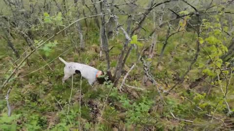 Dog attacking bird dog training