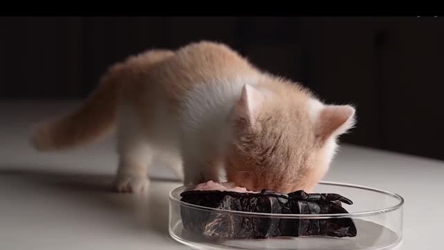 Cat eats crocodile tail