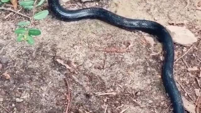 Saving a King Snake Trapped in Netting