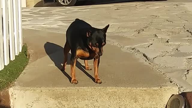 Discover the Real poor dog trying to walk in the heat