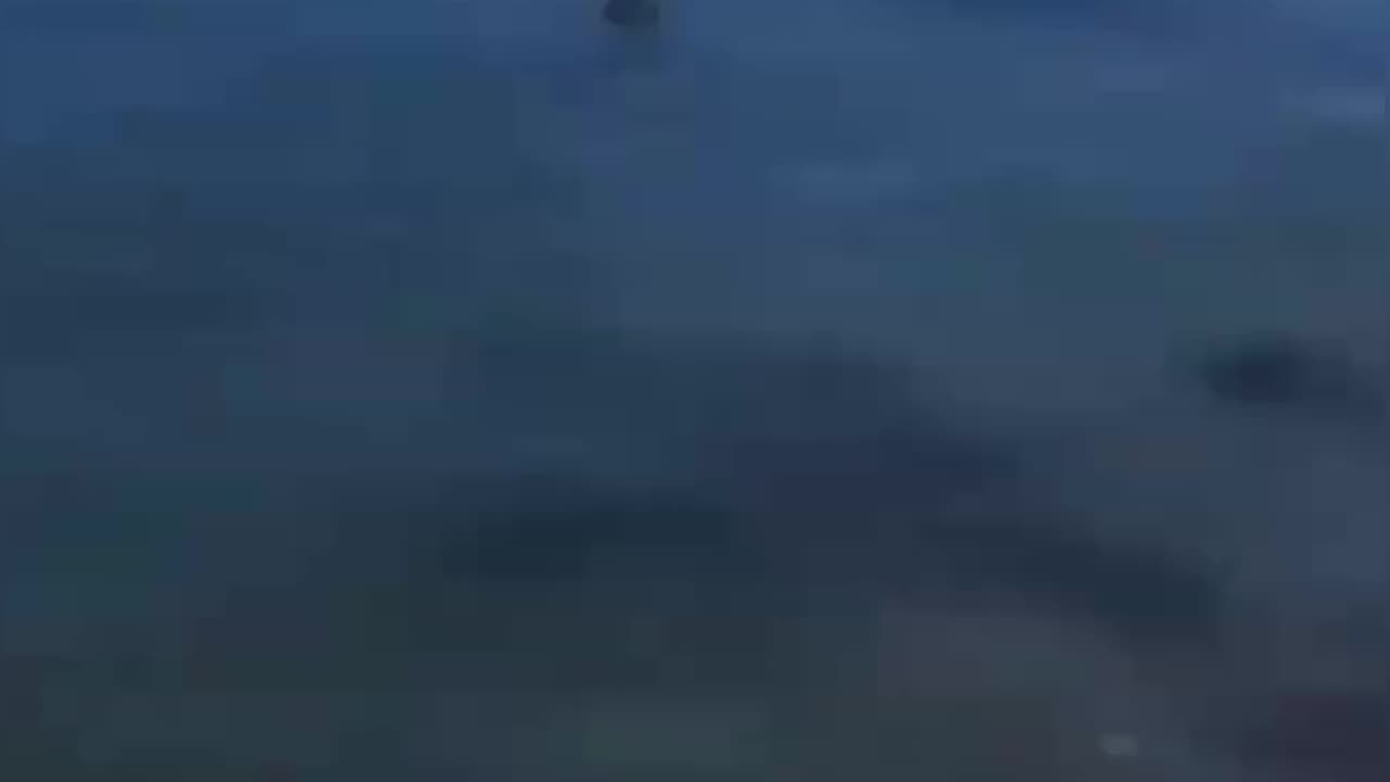 Funny cats and dog